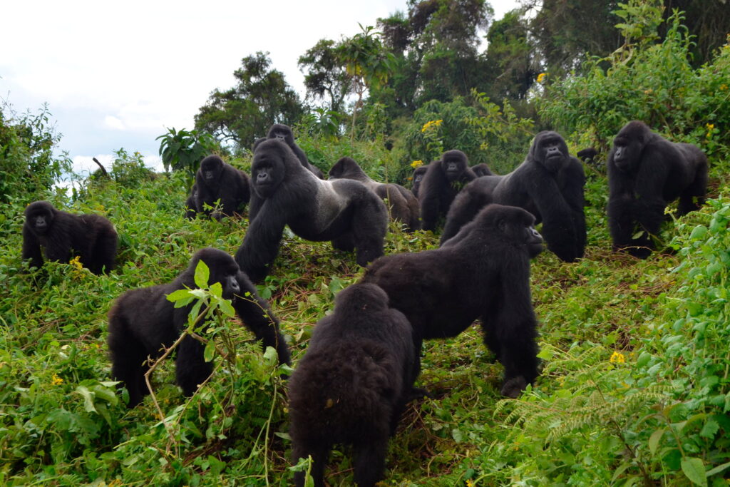 20SCI-APES2-promo-superJumbo-v2.jpg